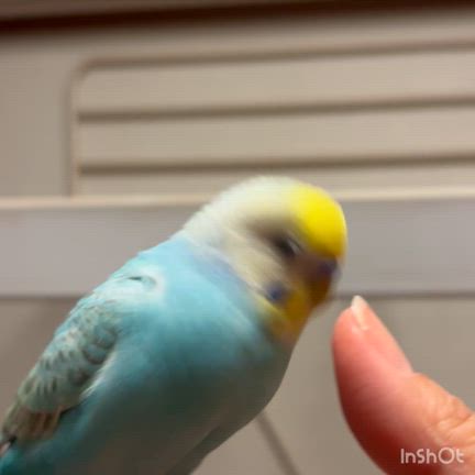 うちのインコの呟き⭐︎ちょっと好きの記事動画
