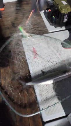 2025.11.23  1便　青物/サワラキャスティングの記事動画