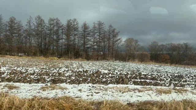【保護犬　今日は友引】いよいよ病院などがお休みに入りますの記事動画