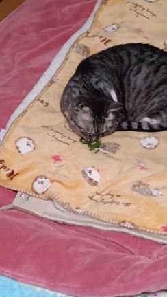 最近のトラとココの記事動画