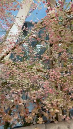 桃尽くしのアフタヌーンティー♡の記事動画