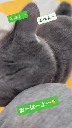 うちの子は朝が一番甘えん坊さんなのの記事動画