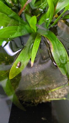 水草に花✾金魚＆めだかの記事動画