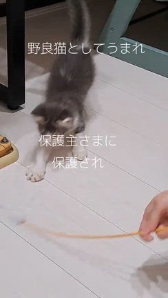 2025.11.24 しっぽの森譲渡会の記事動画