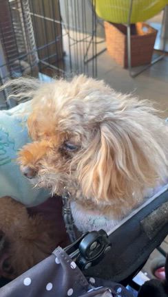 おしゃれモーニング女子会からの仙台帰省の巻の記事動画