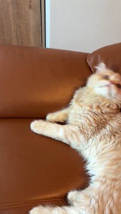 最近のテオくん（ミヌエット生後4ヶ月半）の記事動画