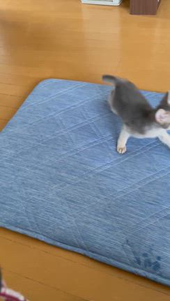 ソマリ　サイトに載せましたの記事動画