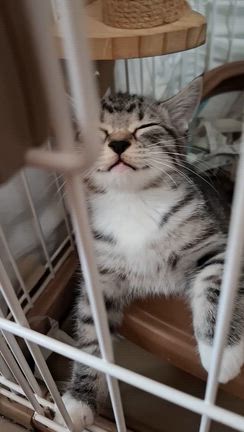 猫部屋より❤Merry Christmas♪の記事動画