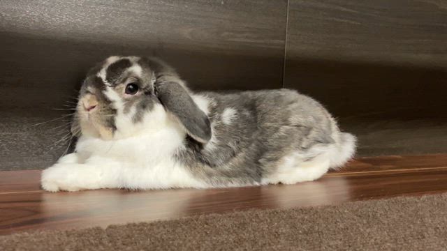 ぽんすけの換毛の記事動画