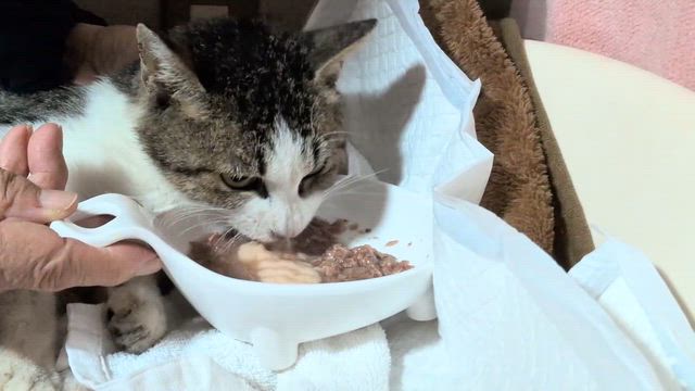 怪我をした猫ちゃん緊急保護〜ボランティア〜の記事動画