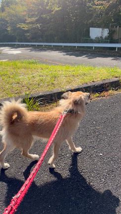 【カリム】&【ソフィア】とお散歩への記事動画