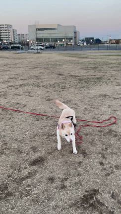 牡蠣三昧の記事動画