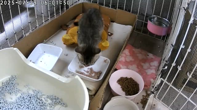 ちびっ子ギャングの記事動画