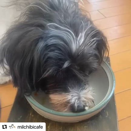 お母さんはドケチだよ❣️愛犬みるく氏の声♪の記事動画