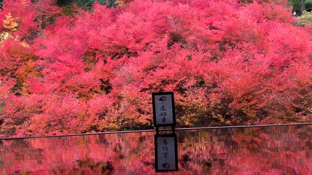 紅葉日本の秋 兵庫県豊岡市安国寺と国宝 永楽館の記事動画