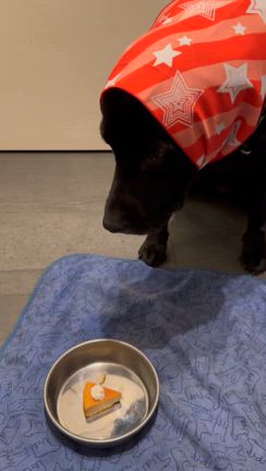 ホーリィさんの誕生日の記事動画