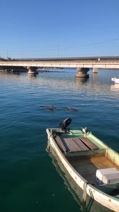 高知の旅の記事動画