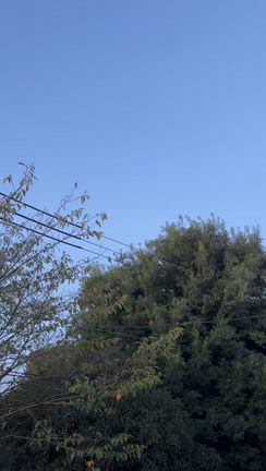 朝の「音」が大好きの記事動画