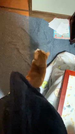 幸せきっぷ(じゅうた)の記事動画