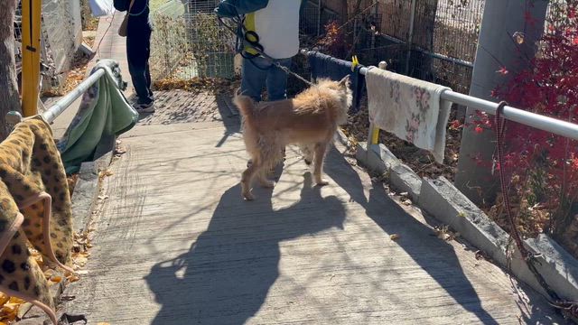 12.15 センターからももこを引き出しましたの記事動画