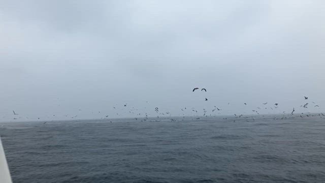 終始鳥山！の記事動画