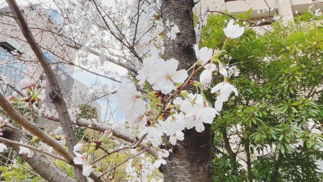 桜散歩の記事動画