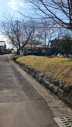 1本だけ早く咲く桜、実はの記事動画
