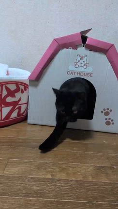 チャーシー元気でね！の記事動画