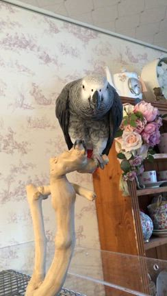 プリザーブドフラワーの単発レッスン(スタイリッシュアレンジ)の記事動画