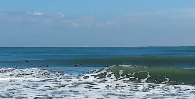 ハルさんのバラクーダ6.10”٩(^‿^)۶の記事動画