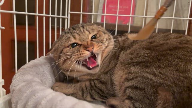 まこぴこにゃん 劇団四季：『夢から醒めた夢』：：ナンバー集 - YouTube