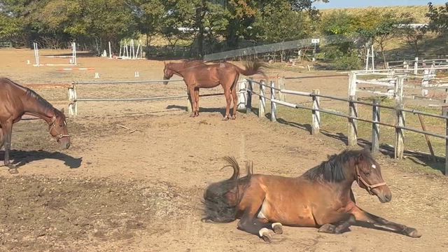 馬に癒されにの記事動画
