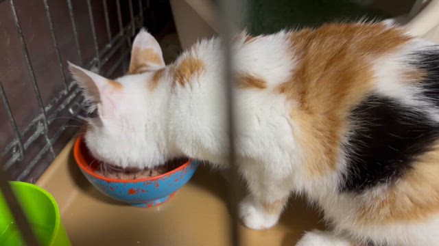 昨年の続き　不調の子が出てきた！の記事動画