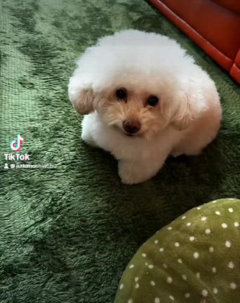 4月20日誕生日の記事動画