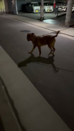 ぞろぞろの記事動画