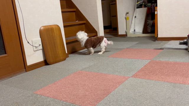 【2025年11月17日】チョコ今日も元気！の記事動画