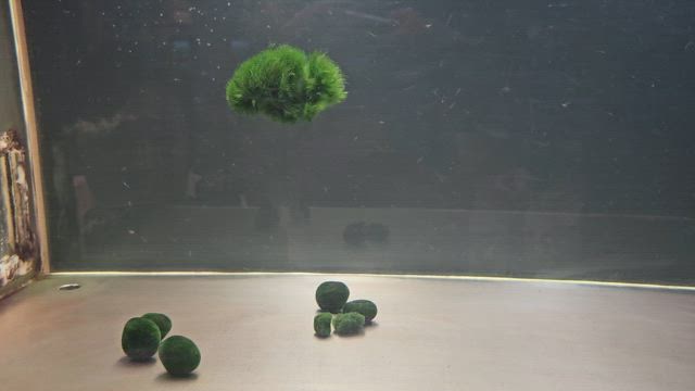 2264日目　ちょっと観光するの記事動画