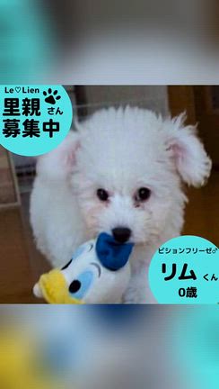 【正式譲渡】ビション仔犬♡リム君（0歳）の記事動画