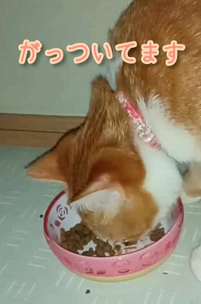 あっこのまぁるいお家〜にゃんこの食事管理の記事動画