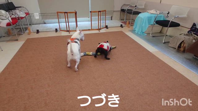 12月18日『いぬのようちえん』の記事動画