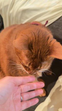 【乳癌手術退院後2m4w③】誕生日/採卵！がん生殖ラスト3クール目/抗がん剤前心臓検査聖マリの記事動画