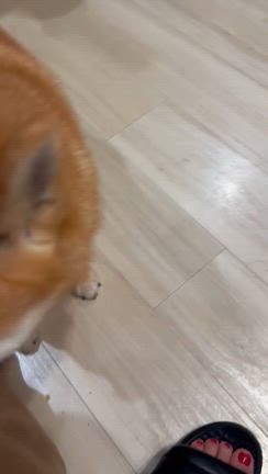 釧路揺れました❗️犬が落ち着きません。注意❗️の記事動画