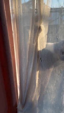 カーテンがベリベリになる理由の記事動画