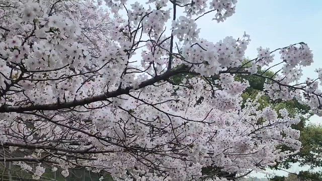 最高の贅沢散歩♡の記事動画