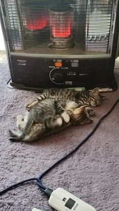 楽しい予定でいっぱいにしようの記事動画