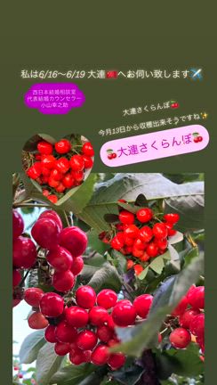 ✨中国大連といえば『大連さくらんぼ』が有名ですね！✨【大連さくらんぼ】の記事動画