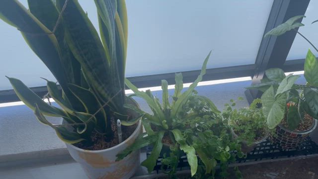 ある物で3食やけど自分なりに充実した日⭐︎の記事動画