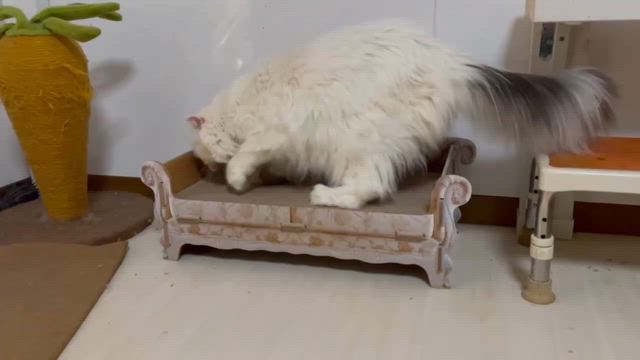 そふぁの記事動画