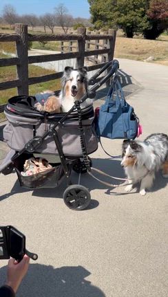 備中国分寺☆(菜の花)の記事動画