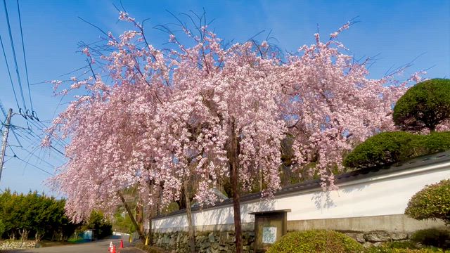 【明王寺のしだれ桜】樹齢約100年と約80年の枝垂れ桜❣️圧巻でした❣️徳島県名西郡神山町♪の記事動画